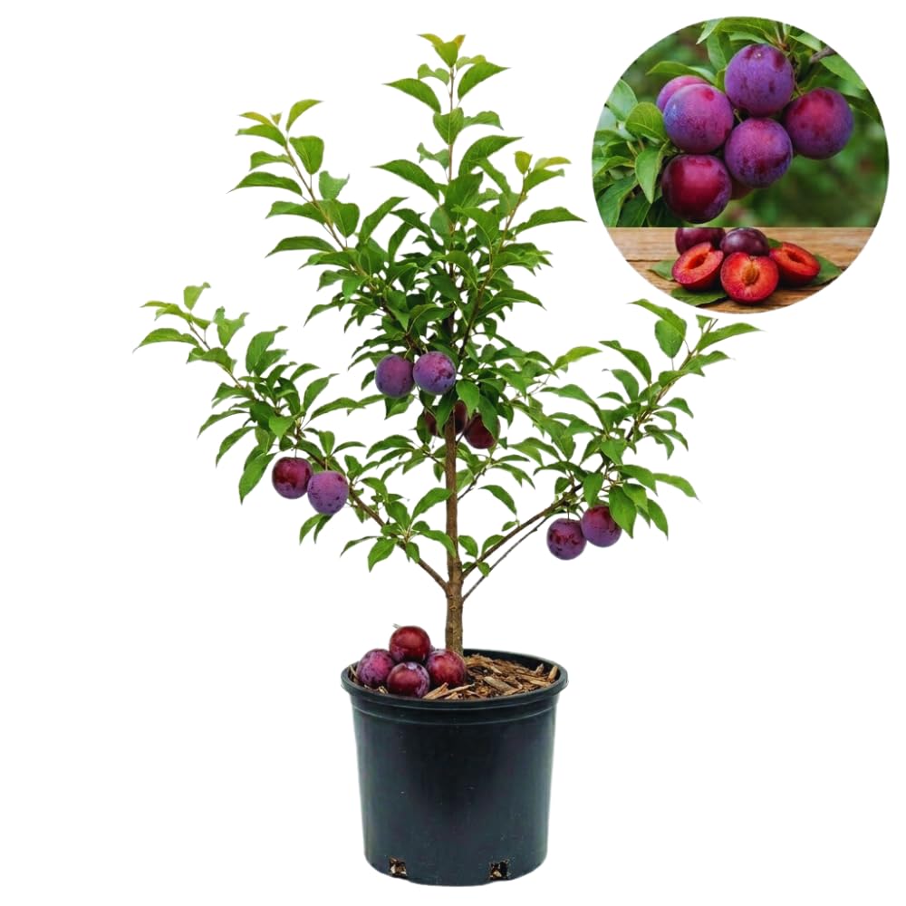 Methley Plum Tree Live Plant, 3 Feet Tall, Sweet Plum Fruit Plant Live for Home Garden, 3 Gallon Pot, No Ship to CA