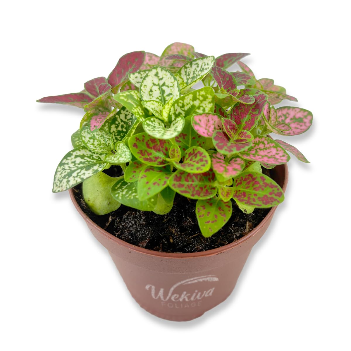 Tricolor Polka Dot Plant - Live Plant in a 2 Inch Growers Pot - Hypoestes Phyllostachya - Compact Colorful Tropical Beauty Mosaic Foliage