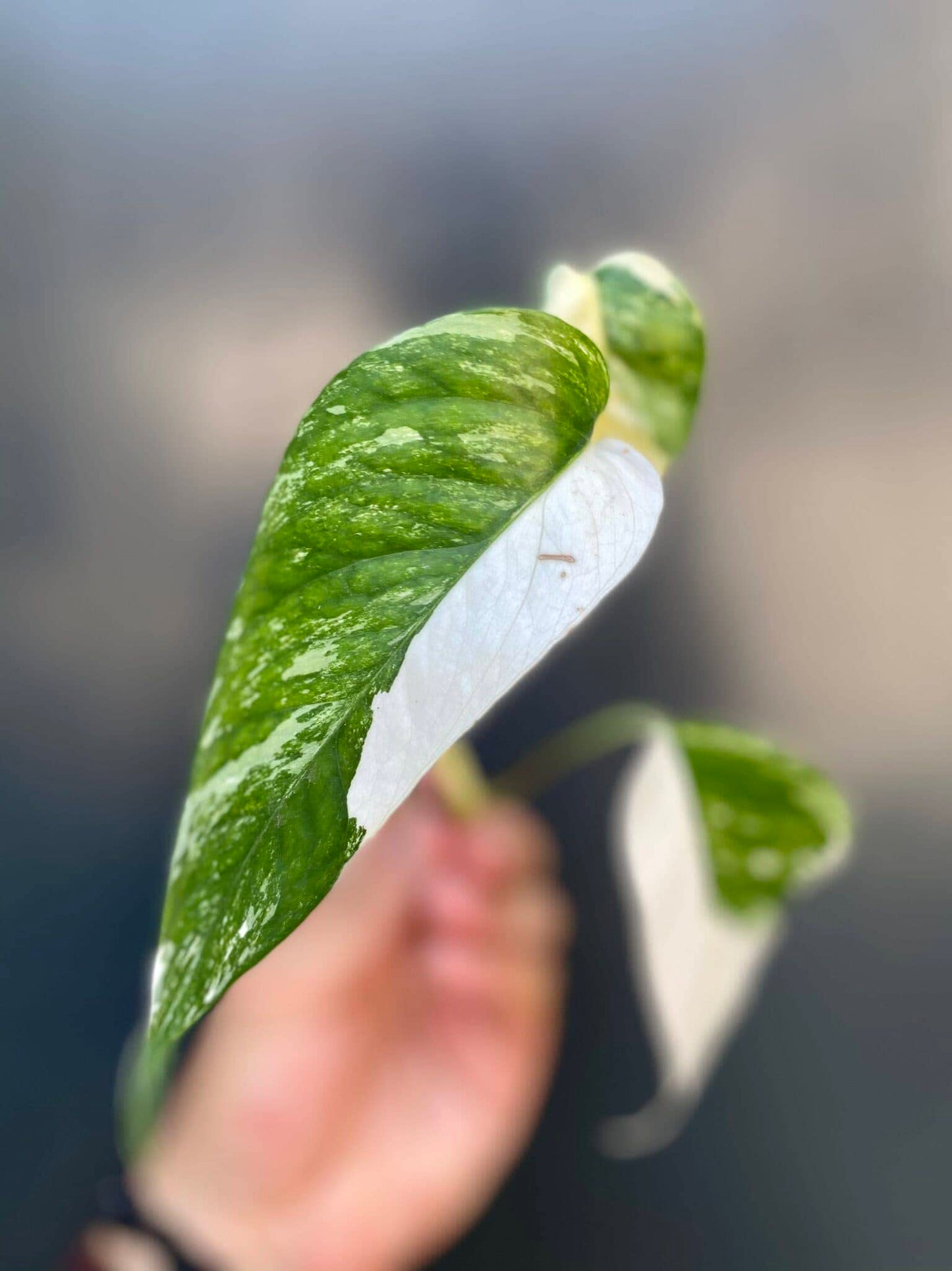 Variegated Albo Pothos - Live Plant in a 4 Inch Pot - Epipremnum Pinnatum Variegata - Extremely Rare and Beautiful Vining Indoor Houseplant - Air Purifying