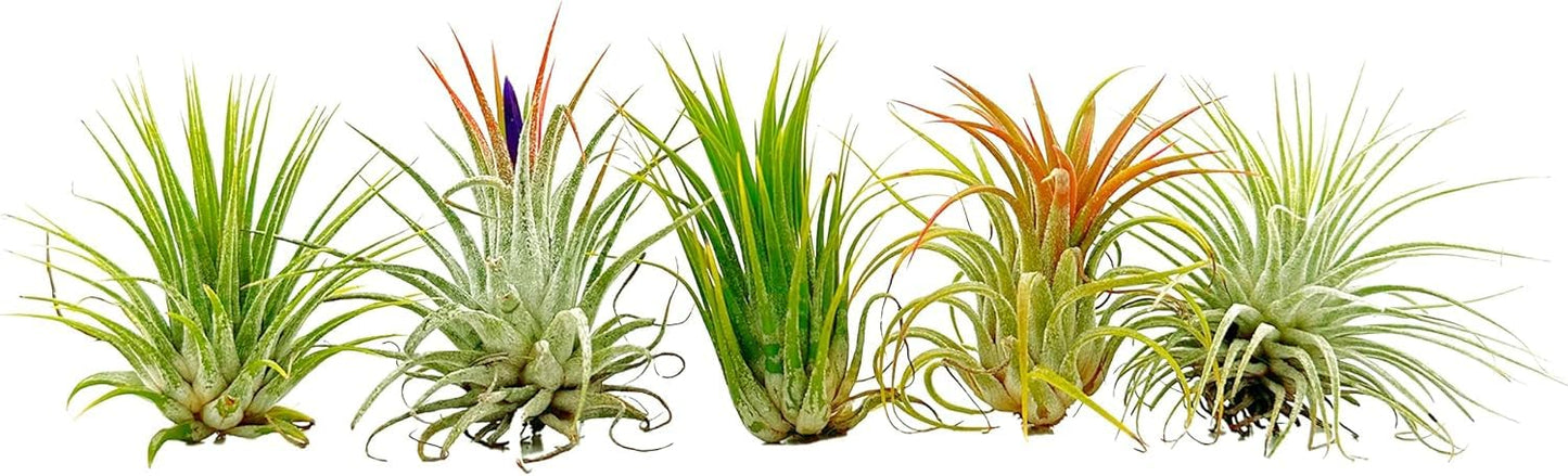 ragnaroc Air Plants - Tillandsia Ionantha Pack, Regular 1-3" - 12ct - Live Arrival Guaranteed - House Plants for Home Decor & Gift