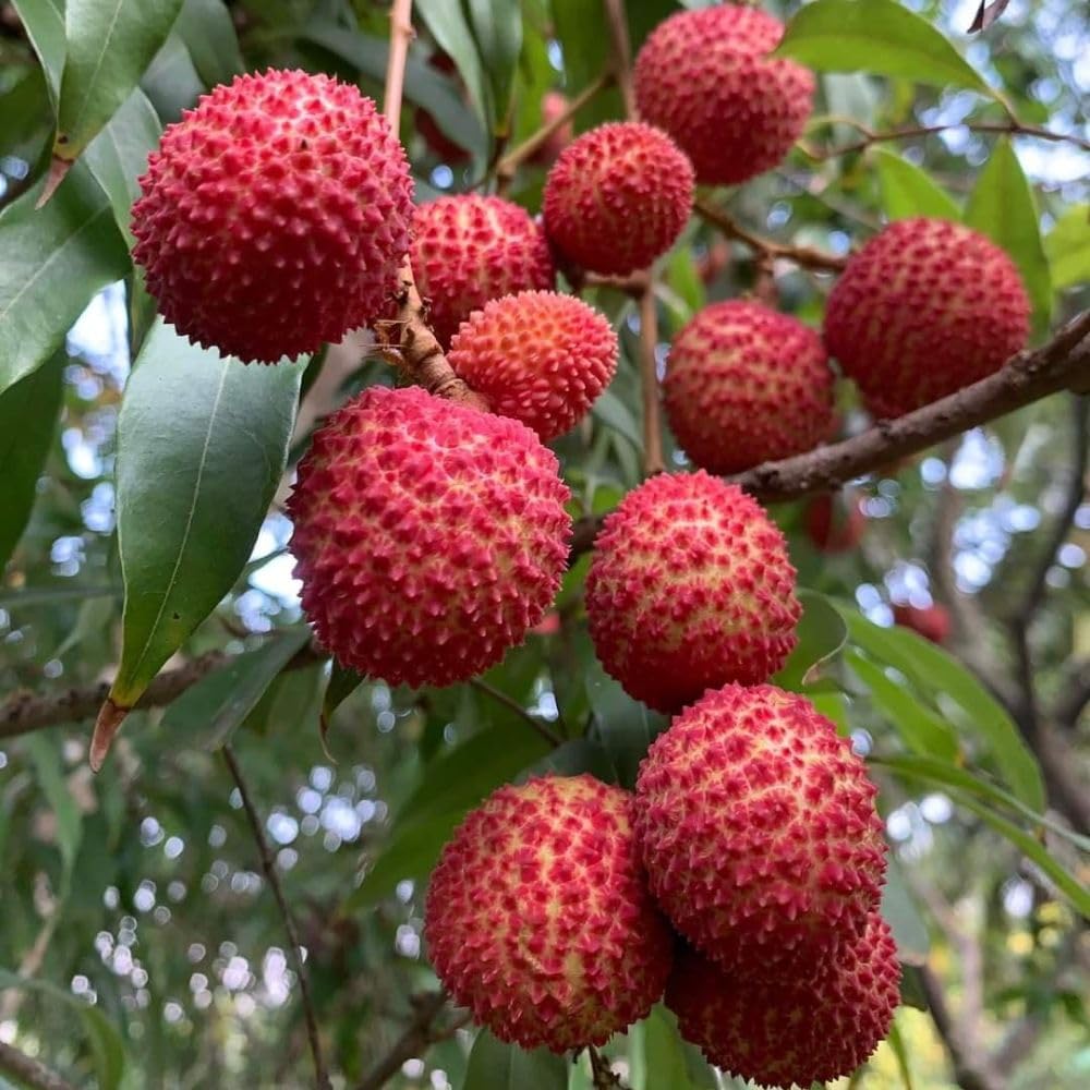 Lychee Tree Live Plant 3 Gallon 2-3 Ft Tall, Red Lychee Tree, Sweet Tropical Fruit Tree for Outdoor Growing, No Ship to CA