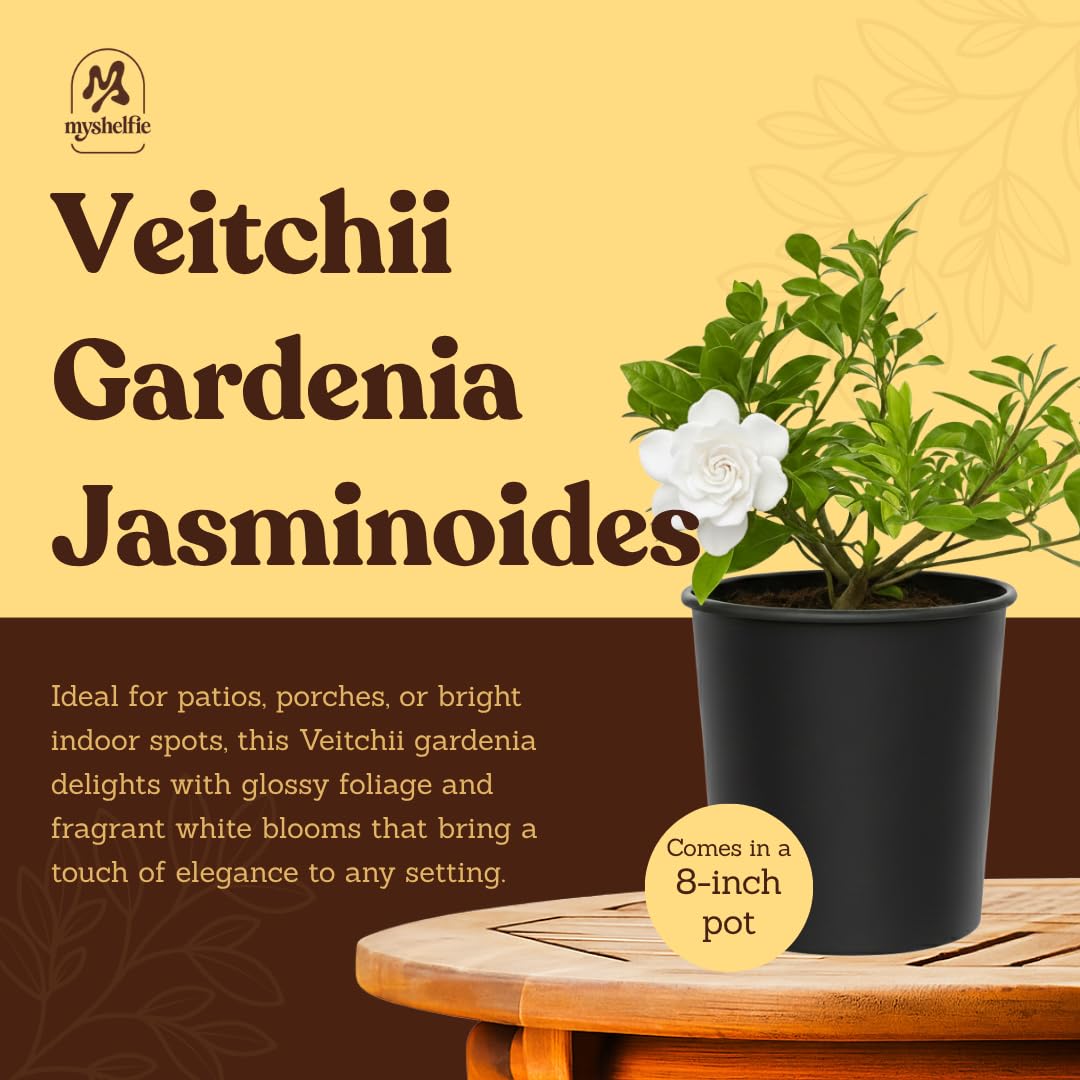 My Shelfie – Gardenia Jasminoides ‘Veitchii’, 1-Gallon Live Fragrant White Flowering Evergreen Shrub for Outdoor Garden, Patio Containers, and Landscape Planting (2)