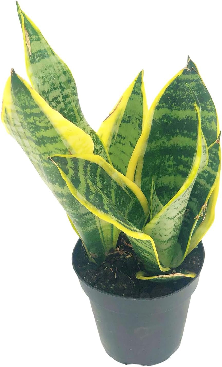 Live Snake Plant & Pothos Plant Bundle - Epipremnum aureus Golden Pothos and Snake Plant Sansevieria Superba Trifasciata - ragnaroc Tropical Plant 5-8” Tall - 2ct Live Arrival Guaranteed
