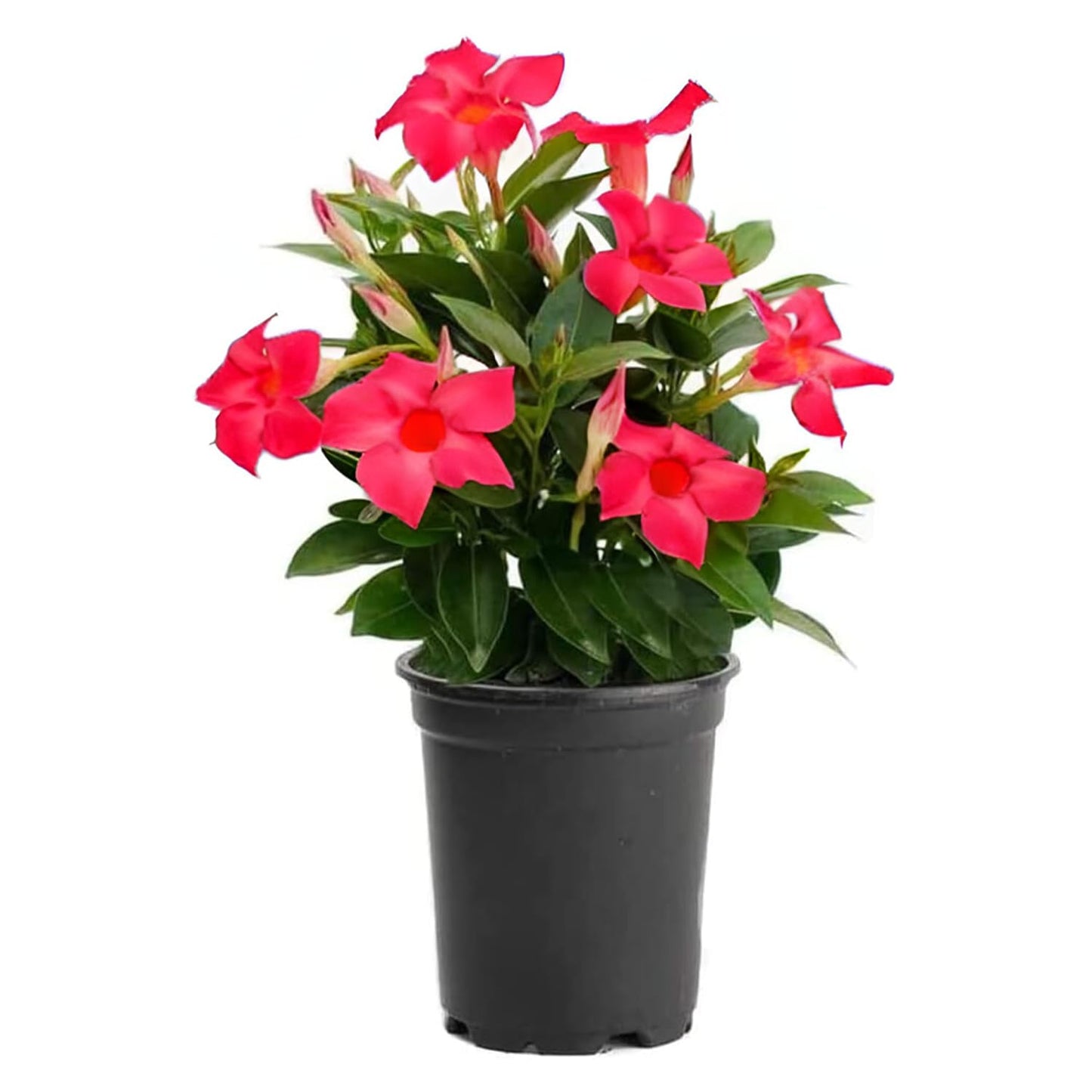 American Plant Exchange Dipladenia Bush 'Red', 6-Inch Pot, Continuous Blooms, Easy-to-Care Live Plant for Indoor & Outdoor Use, Flowering Shrub Perfect for Landscapes, Container Gardens & Patios