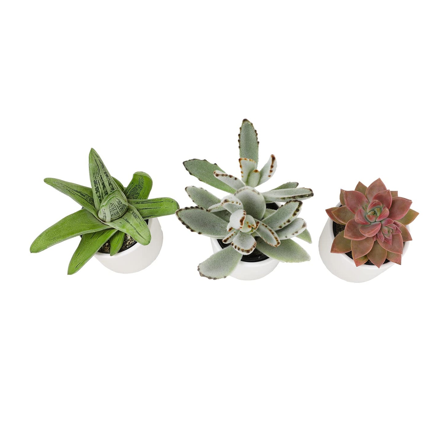 Plants for Pets Succulents (3 PK), Live Succulent Plants in White Pots, Mini Succulents Plants, Unique Gardening Gifts for Plant Lovers