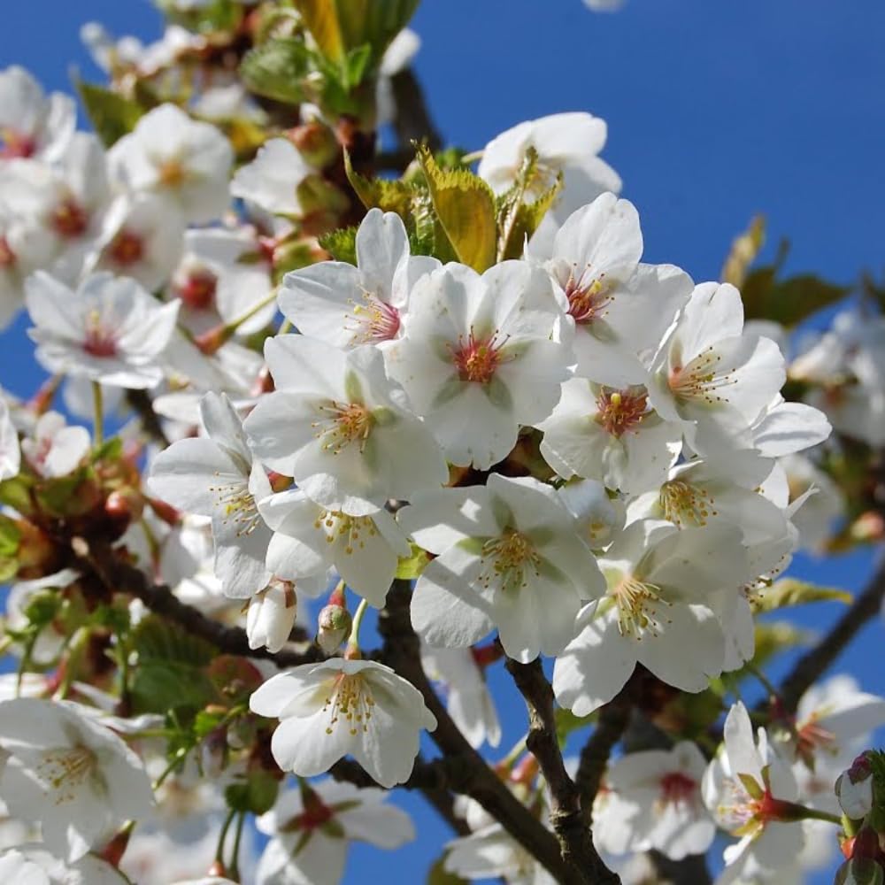 Cherry Blossom Tree, Live Ornamental Tree 6-12" Tall in Pot, Beautiful Spring Blooms for Outdoor Planting (Snow Cherry Blossom)