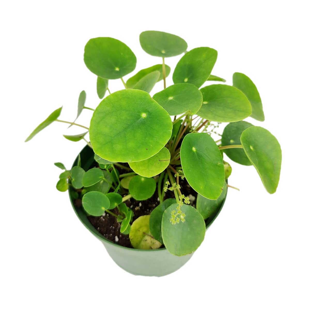 Pilea Peperomioides (4" Grower Pot) - Air-Purifying Bright Light Houseplant - Easy to Care Houseplant Decoration for Office and Apartment