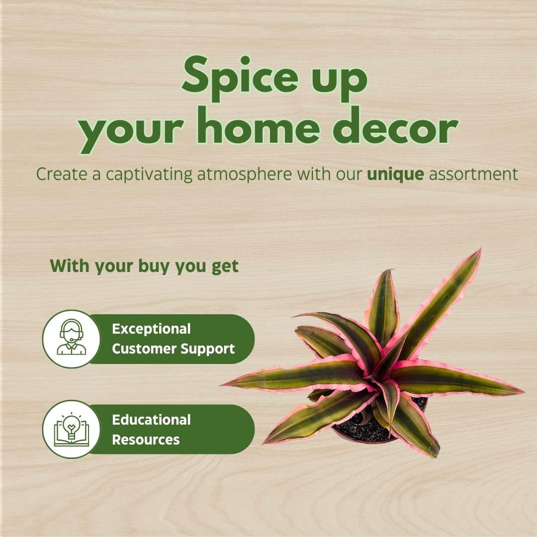 BubbleBlooms Cryptanthus Bivittatus in a 2 inch Pot Pink and Green Variegated, Earth Star Bromeliad, Tiny Mini Pixie Plant
