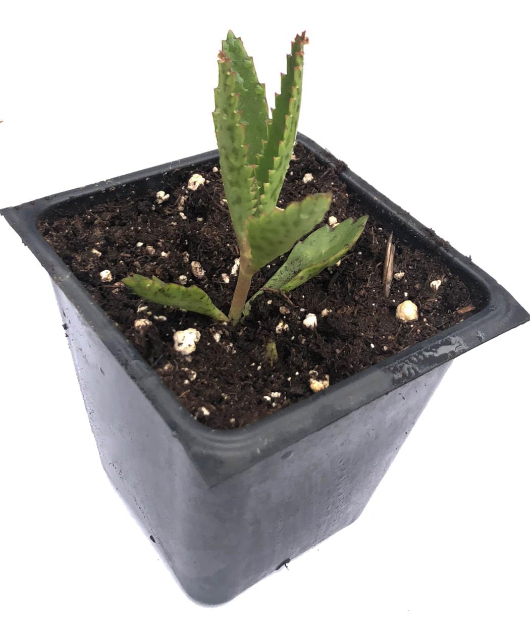 Smoke Camp Crafts Organic Mother of Thousands Plant (Kalanchoe daigremontiana) 2.5 inch Pot - Organic Easy-to-Grow Succulent House Plant for Home or Office Decor