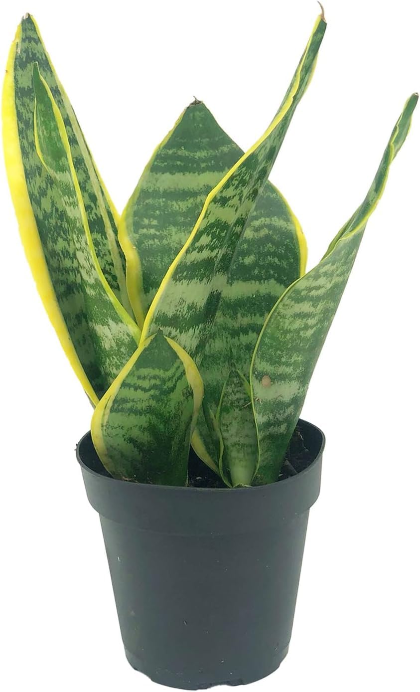 Live Snake Plant – Sansevieria Superba Trifasciata – ragnaroc Tropical Plant in 4” Pot +6” Plant Height - 2ct - Indoor House Plant in Pot, Potted Succulent Plant