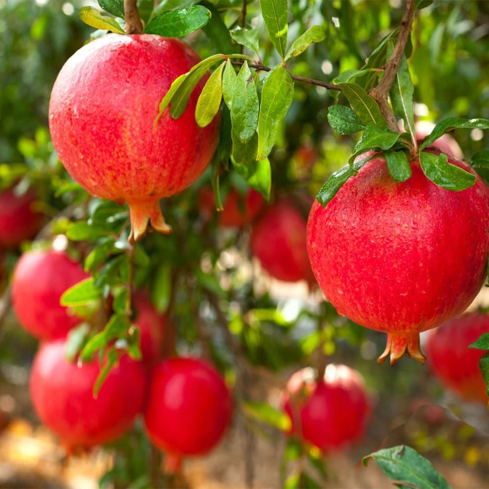 Russian Pomegranate, 5 Gallon Live Nursery Pot, Delicious Red Fruit| Arbor Day Foundation (Due to Agricultural Laws, Unavailable to CA, AZ, TX)