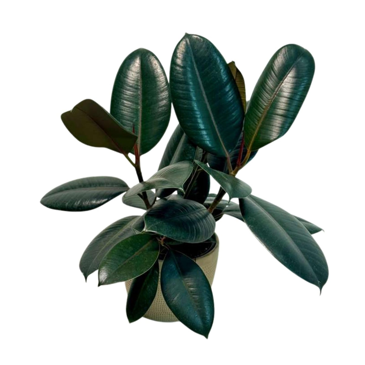 PLANTVERS Ficus Elastica ‘Burgundy’ Live Plant in 6" Grow Pot - Burgundy Rubber Tree – Low-Maintenance Indoor Houseplant | Air-Purifying Indoor Plant