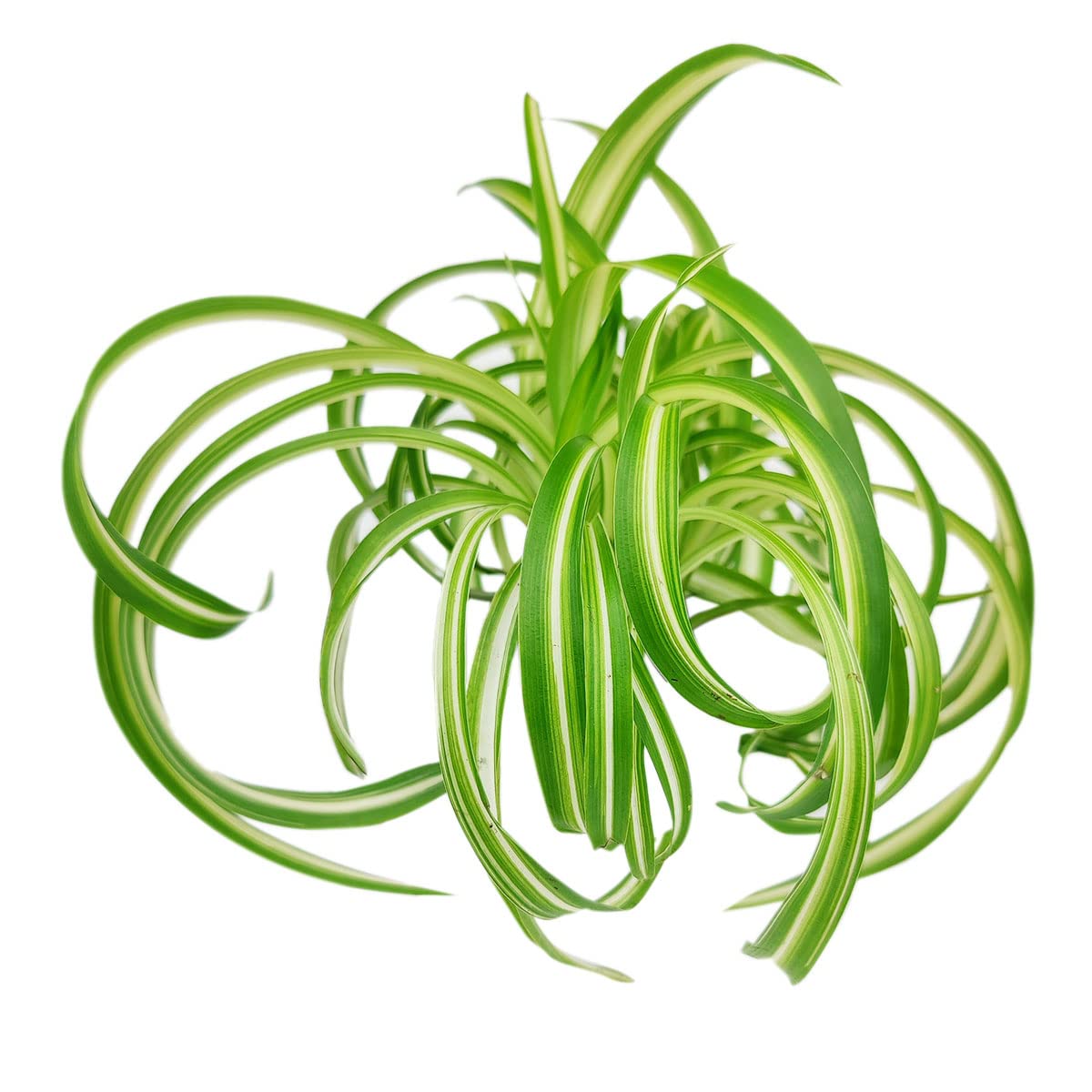 Live Houseplant 4" Bonnie Curly Spider Plant - Easy Care Indoor Plant - House Plants Indoor Live - Low Light HousePlants - Plants Live Houseplants - Air-Purifying Houseplant for Home Decoration