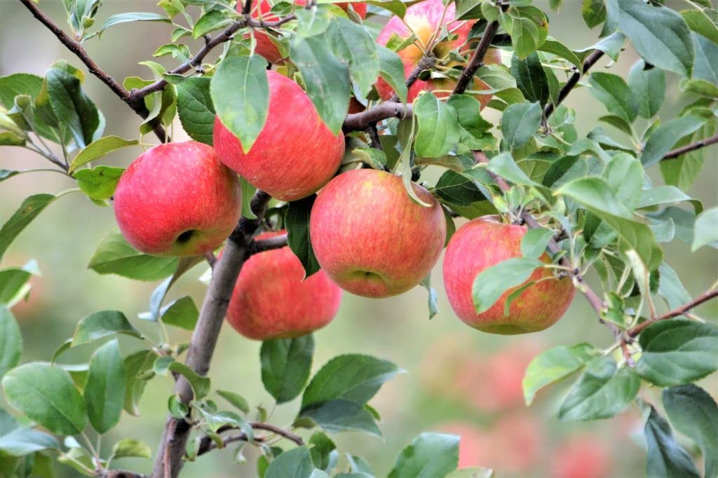 TriStar Plants - Mystery Apple Box - 1 Gallon Pot, Semi Dwarf, Full Sun, Zone 4-8, Healthy Established Roots