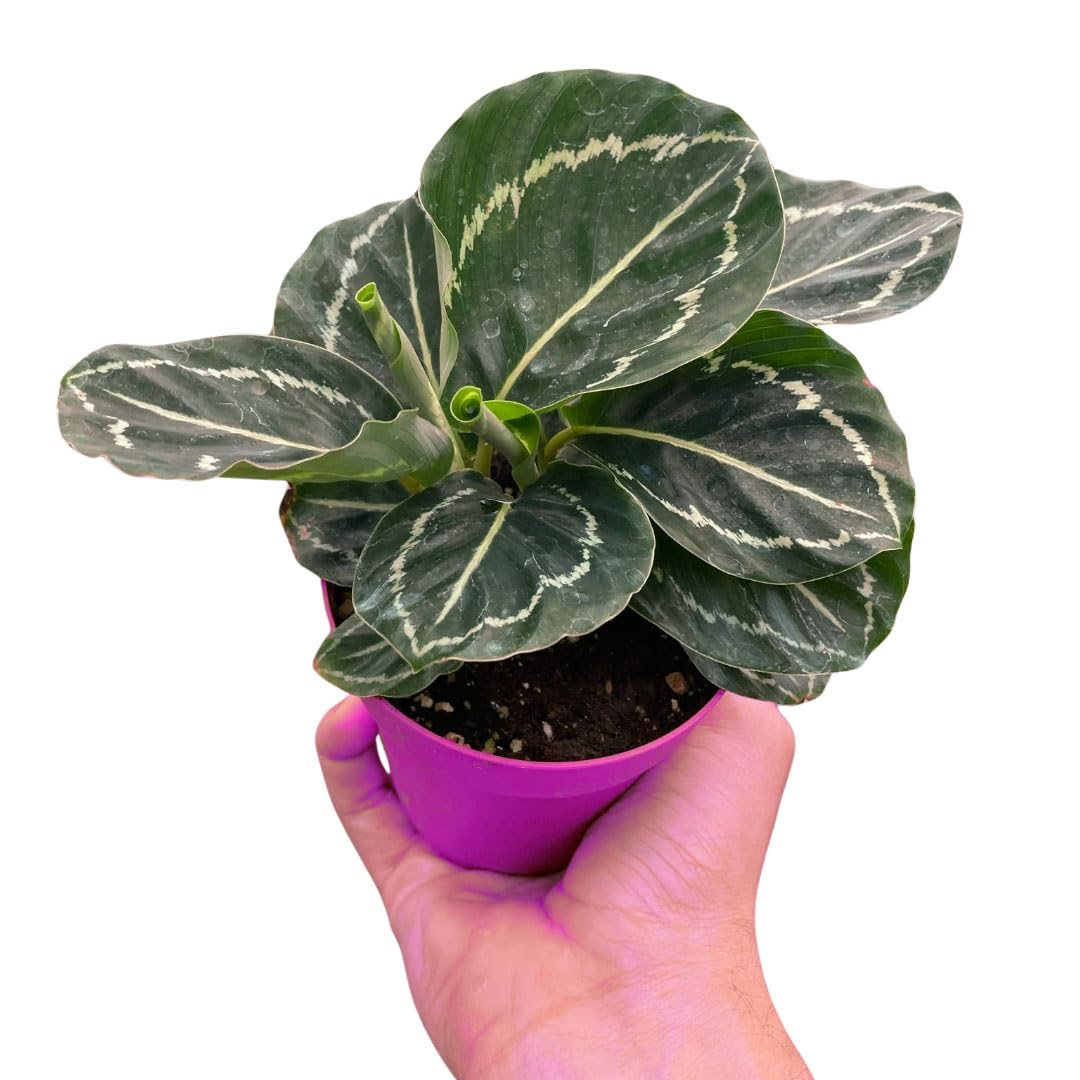 2 Pack Calathea 'Green Goddess' in 4in Pot - Live Tropical Houseplant - Easy to Grow | Air Purifying | Pet Friendly | Variegated | USA Growers | The Snobby Leaf