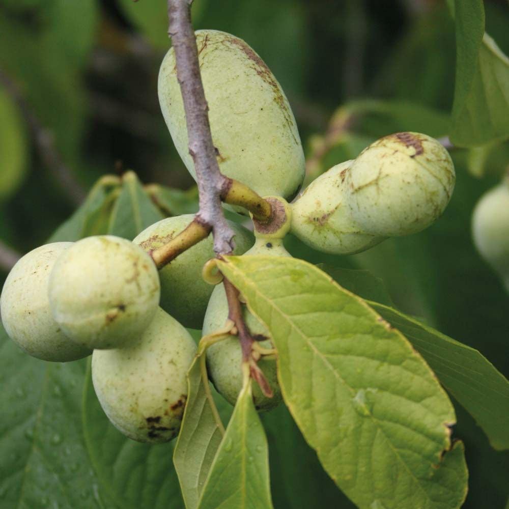 1 Year Old Pawpaw Tree Plant Live, Sweet Custard-Like Paw Paw Plant, 6-12'' Tall, Ready to Grow Outdoor Garden