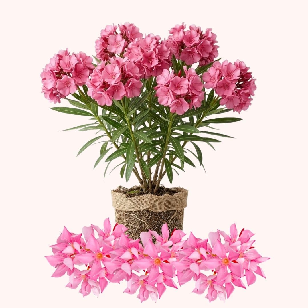 Pink Oleander Live Plant 4-8 Inch Tall, Pink Oleander Plants Live for Garden, Flowering Outdoor Shrub for Planting