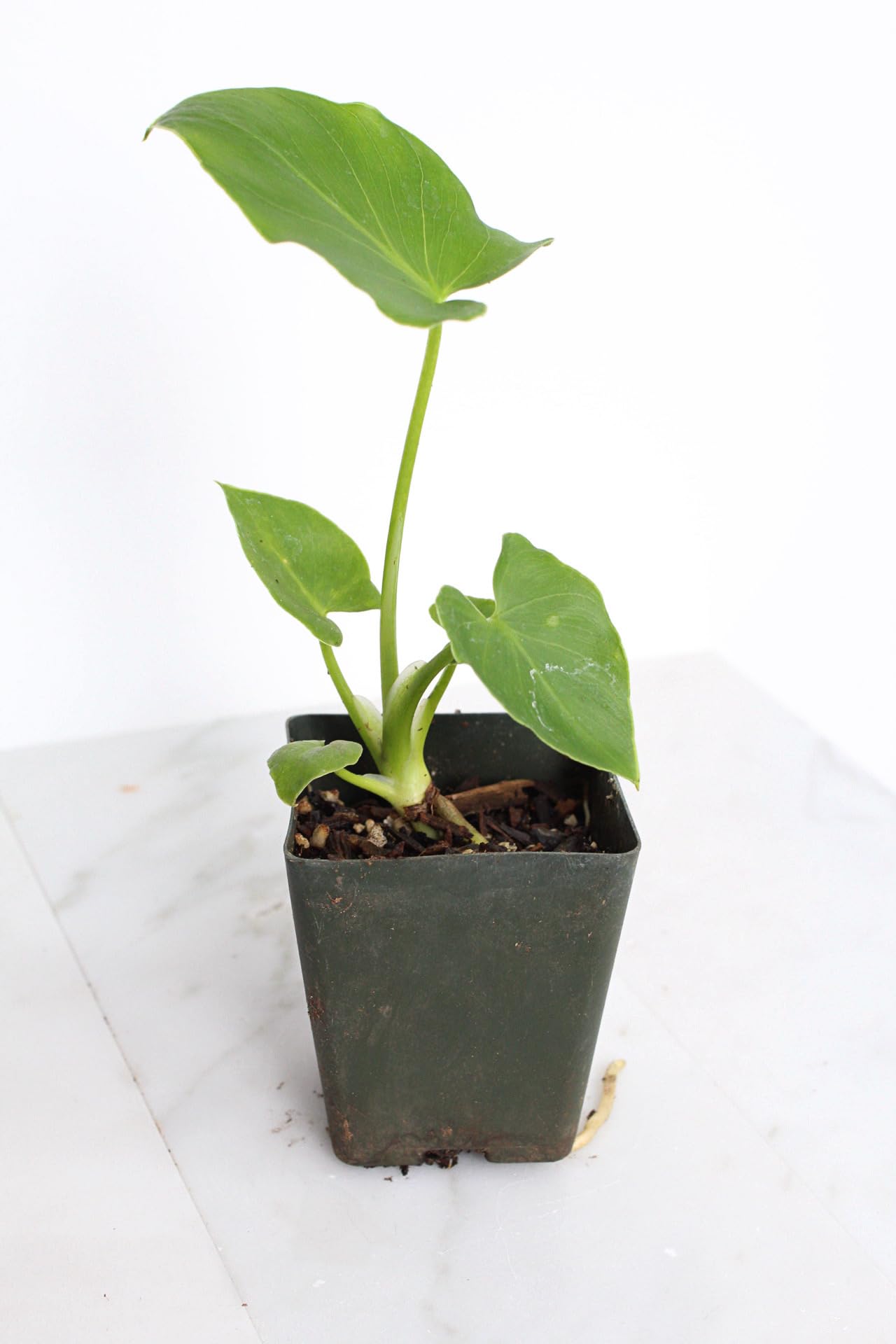 Mini Philodendron Selloum Hope Starter Live Plant Fairy Garden Tree Tropical Houseplant Gift Indoor Plant Low Maintenance Easy Care Plant