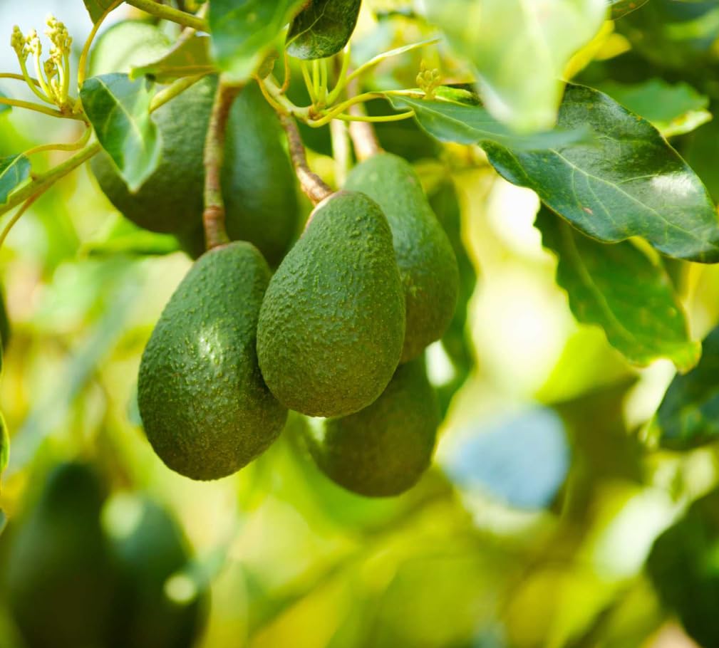 Grafted Avocado Tree Cold Hardy Avocados Plant for Planting, 1 to 2 Feet Tall in 3 Gallon Pot- No Ship CA