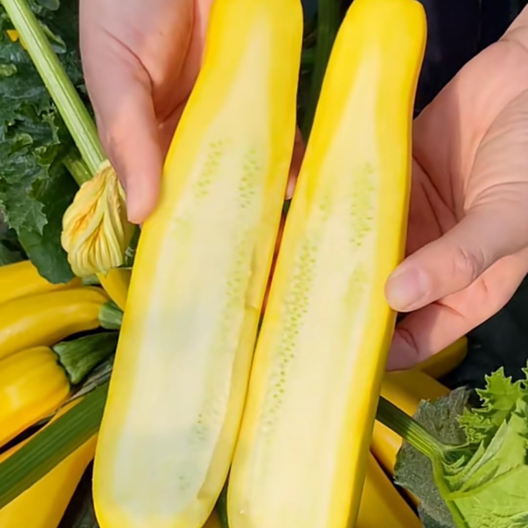 4''-7'' Yellow Squash Plants Live, 4 Inc Potted, Zucchini Plants Live for Planting - Set 4 Plants