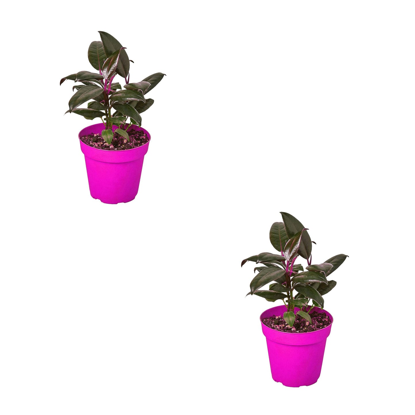 2 Pack Ficus Elastica 'Burgundy' in 4in Pot - Live Plants Tropical Houseplants | Variegated | USA Growers | The Snobby Leaf