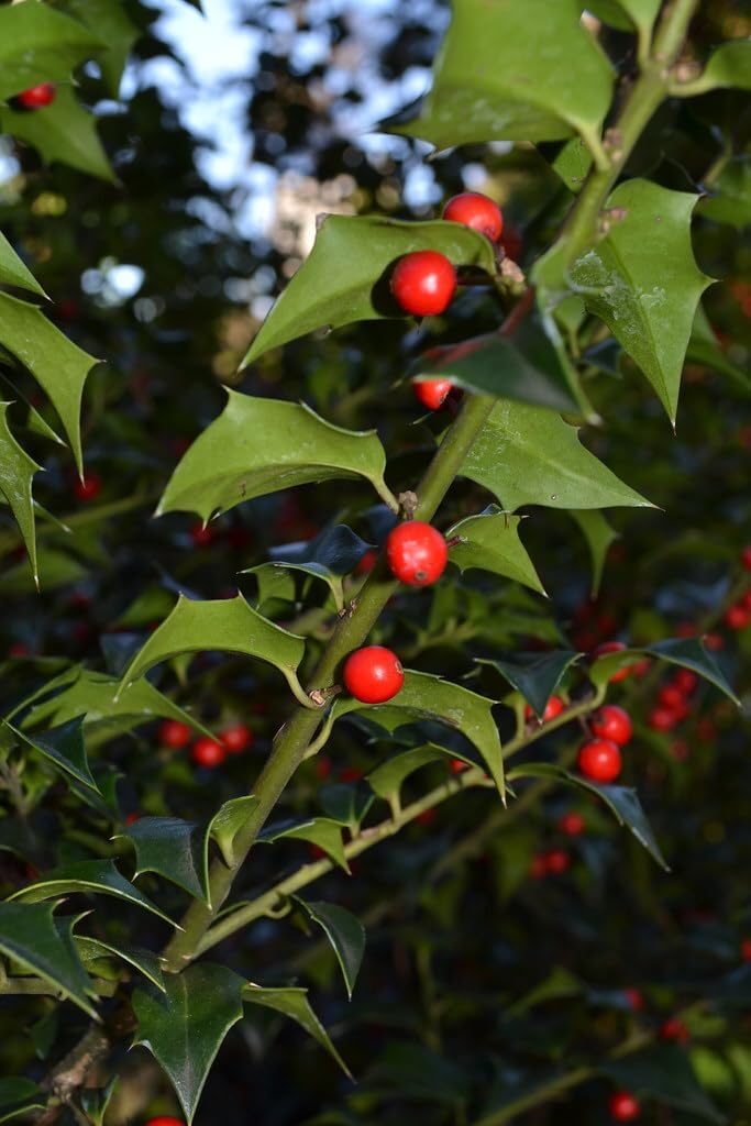 Live Plant - Dragon Lady Holly Shrub/Bush/Tree – 6-12" Tall Seedling – Live Plant - 3" Pot
