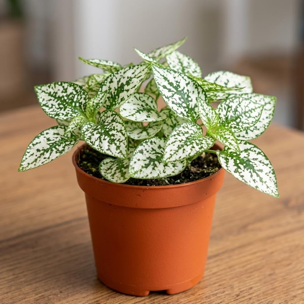 White Polka Dot Live Plant, Polka Dot Plant, Small Indoor Plants, 2.5 Inches Pot for Indoor or Outdoor Houseplant