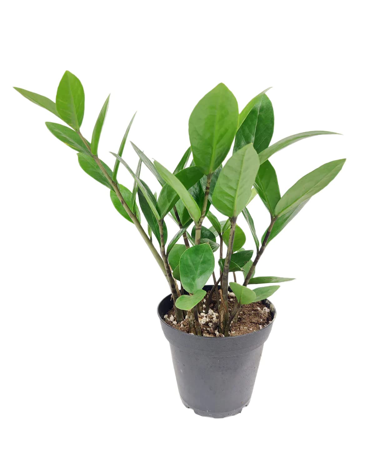 ZZ Plant (4" Grower Pot) - Low Light and Healthy Houseplant - Easy to Care, Easy to Grow Plants for Beginners - Live Healthy Houseplant for Home Office Decoration - Air-Purifying Indoor Plant