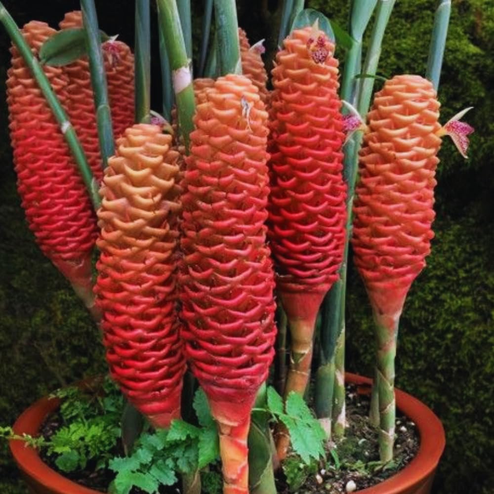 15 Shampoo Ginger Rhizomes for Planting, Awapuhi Ginger Shampoo Plant Roots, Zingiber Zerumbet Roots Garden
