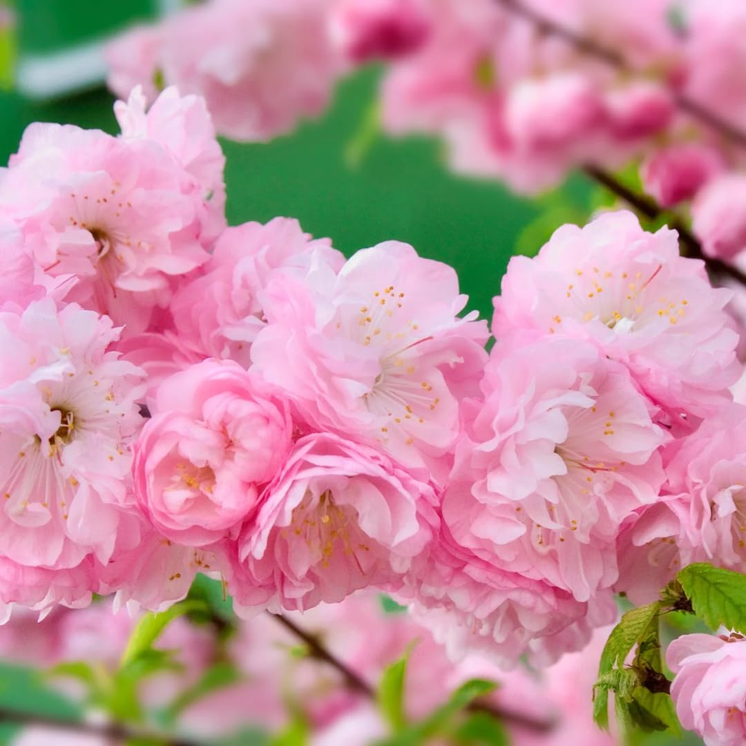 Pink Flowering Almond Trees Live Plants Shrubs Dormant in Pot, Spring Planting, 8 Months Old Flowering Plum Bushes, Ornamental and Fragrant Pink Blossoms