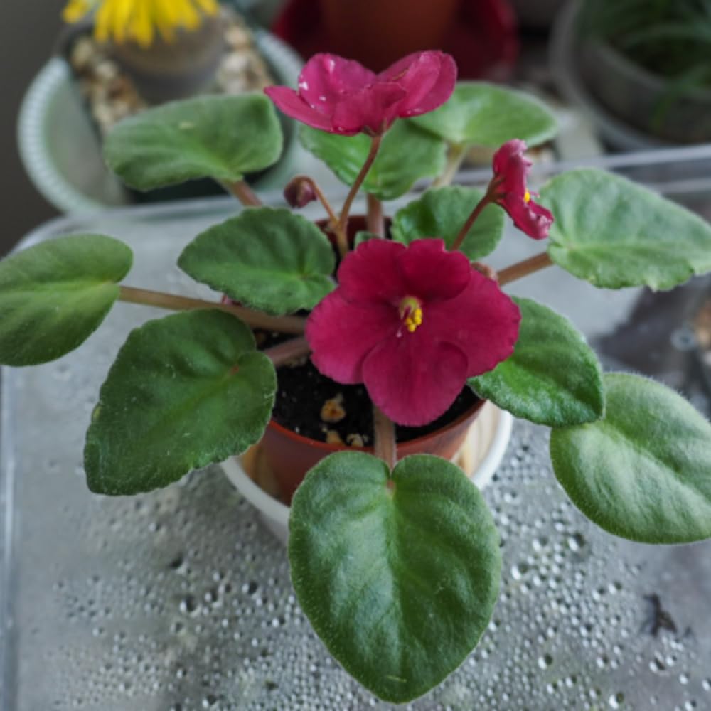 Live African Violet Plant Indoor, Burgundy Red African Violets Live Plant, 4 Inches Pot, African Violet Plant Live House Plants for Garden, 8 to 10 Inc Tall