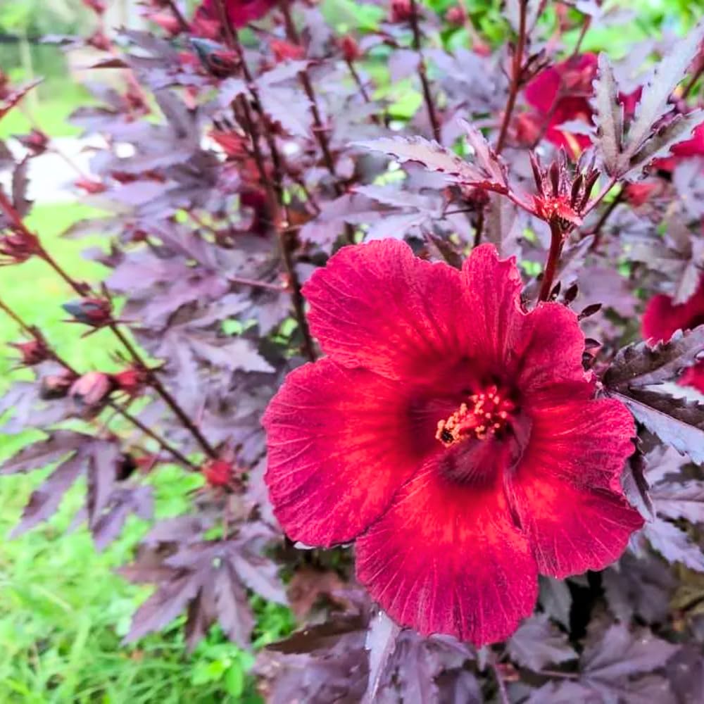 Pack of 2 Cranberry Hibiscus Plants Live, Red Hibiscus Plants Live for Flowering, 4-6" Tall