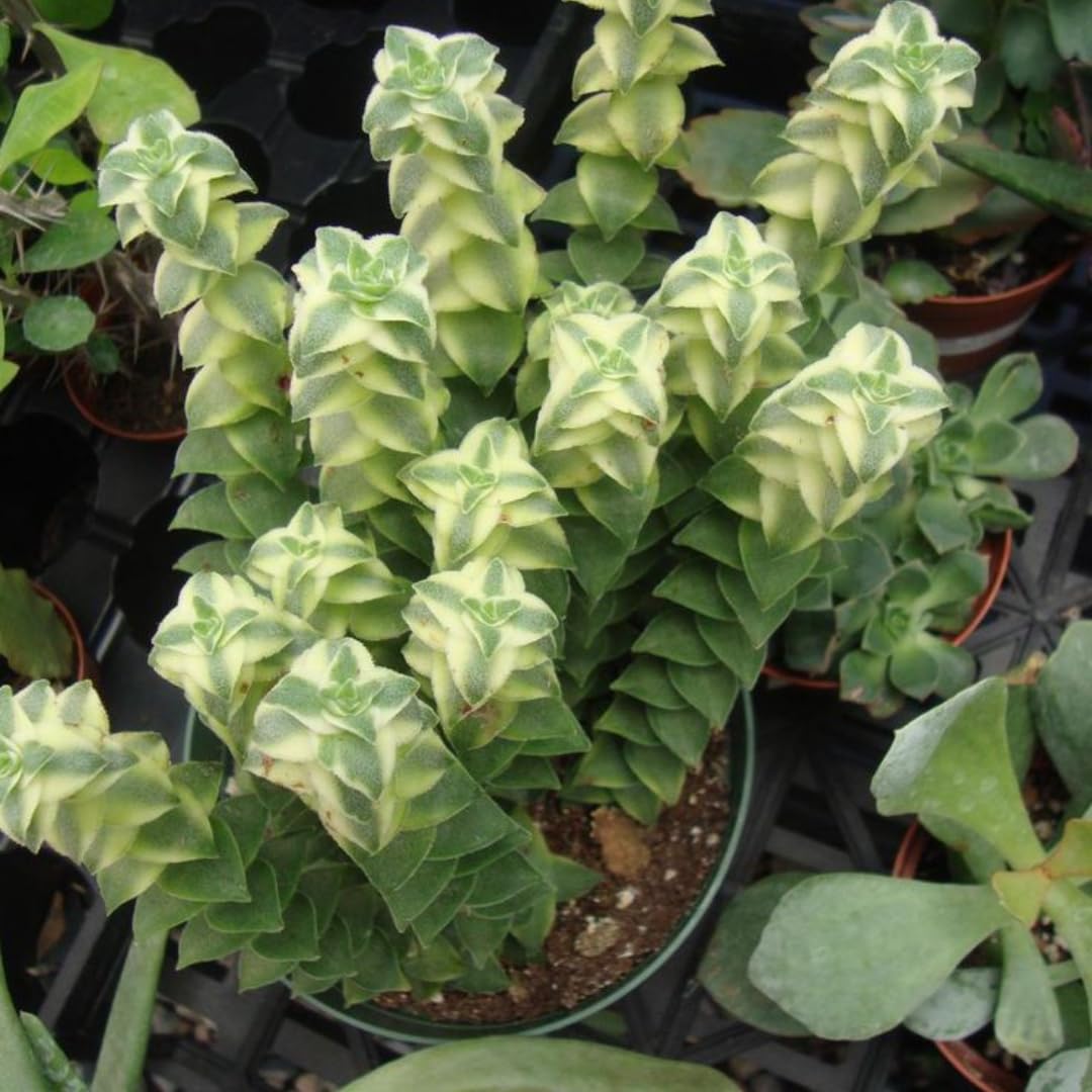 Variegated String of Buttons Live Plants, Easy Indoor Trailing Succulent in 2.5" Pot, Hanging Succulent Houseplant Indoor Outdoor Planting