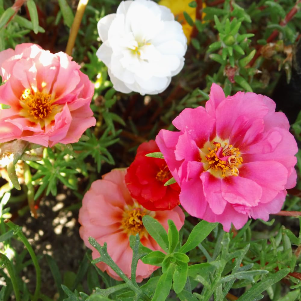 Set 2 Portulaca Plants, Portulaca Moss Rose Plants Live, 4-6 inch Flower Clump Groundcover Mix Color Flowers Plant