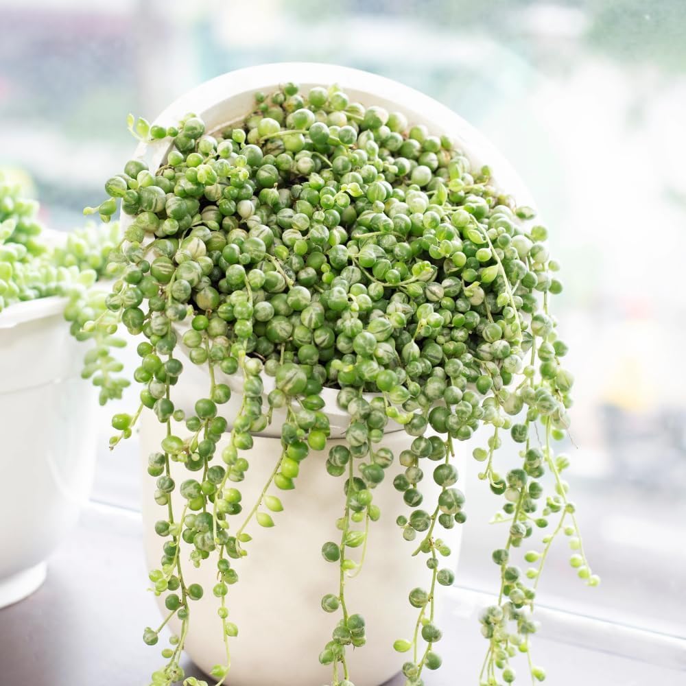 String Plant Live 4 Inch Pot, Rare Succulents Plants in Hanging Baskets, Trailing Succulent Houseplant for Home Office (Variegated String of Pearls)