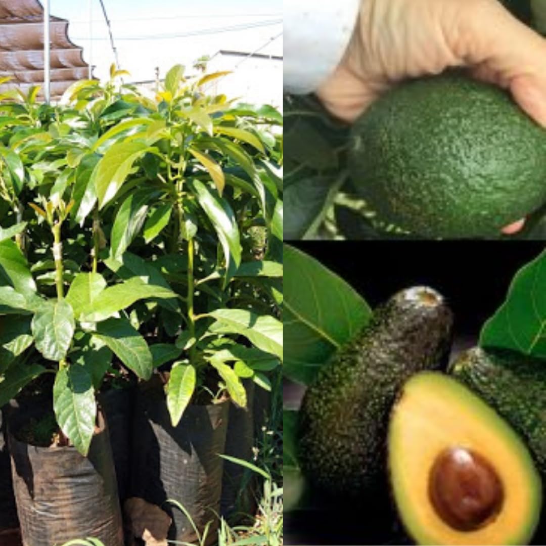 8"-11" Avocado Trees Live Plants in Half Gallon Pot, Avocado Plant, Winter Hardy, 1 Year Old Tree