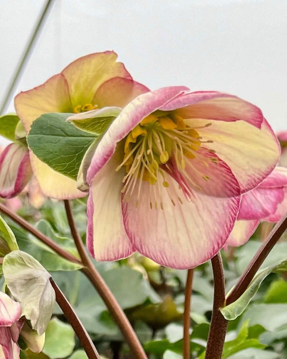 Perennial Farm Marketplace Helleborus HGC® Ice N' Roses® Picotee (Lenten Rose) Live Perennial, Size-#1 Container, Light Pink to White Winter Flowers with Dark Green Evergreen Foliage