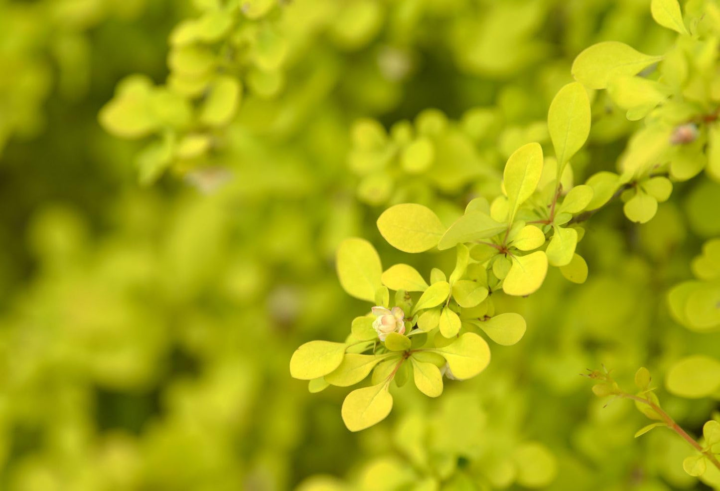 Aurea Golden Japanese Barberry - Live Plant - (1 QT)
