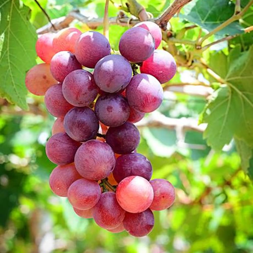 Grape Vine Plant Live for Planting Outdoors, Grape Plant Live Grape Tree to Grow 1-2 Years Old Well-Rooted, Black Grape Fruit Tree Live Plant (Red Grape)