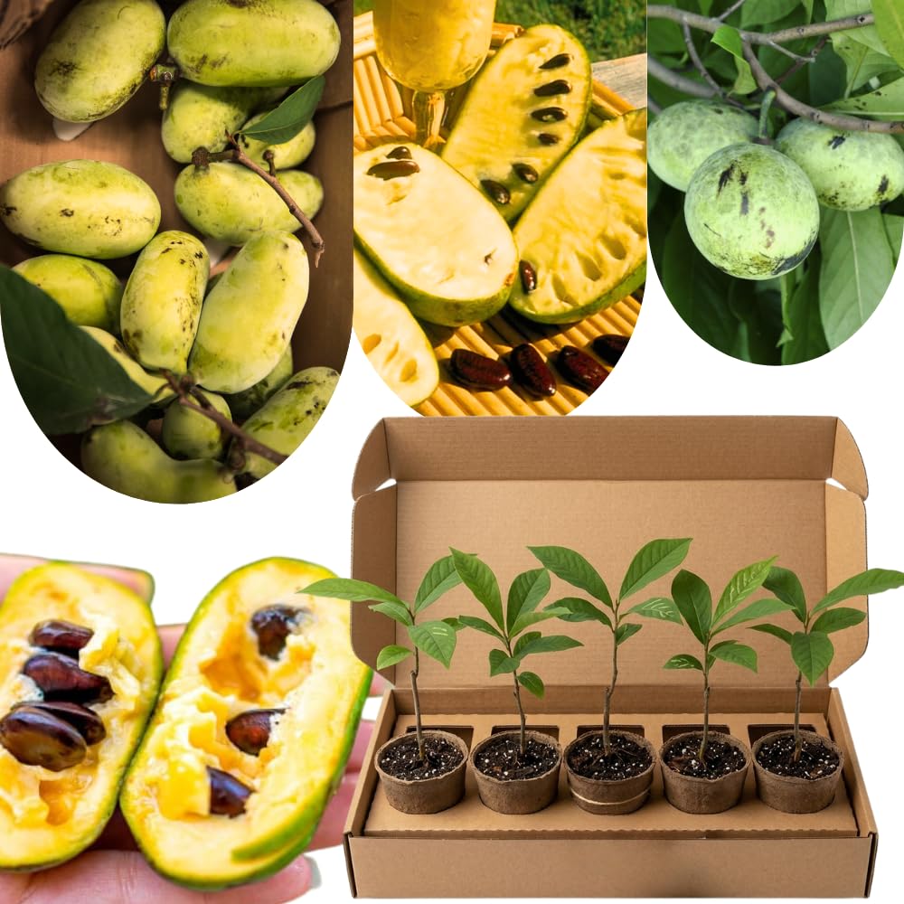1 Year Old Paw Paw Tree Live Plant for Spring Gardening, 6" to 12" in Tall, No Pot, Cold Hardy, Asimina Triloba Live Common Pawpaw Tree