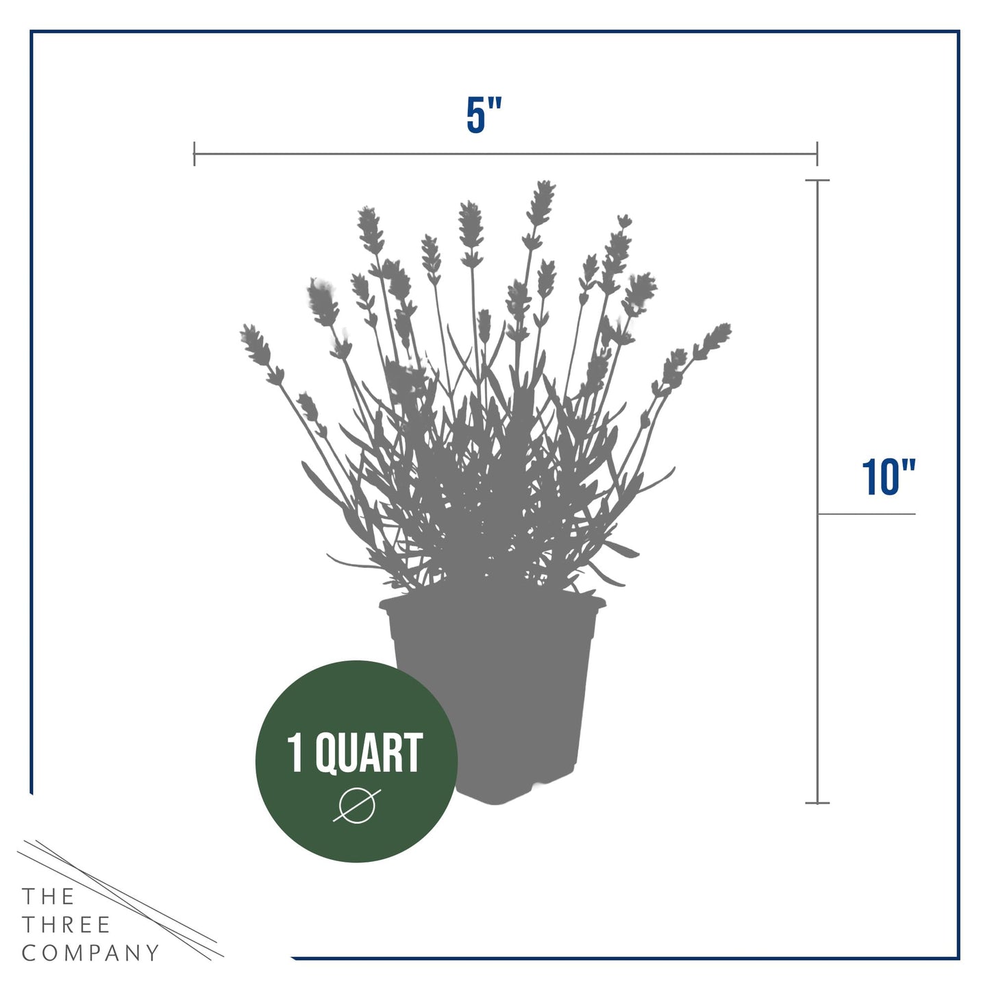 Live Lavender 2-Pack – White – Fragrant Sun Perennial Herb, Pollinator Friendly, 10” Tall, 1 Qt Pot