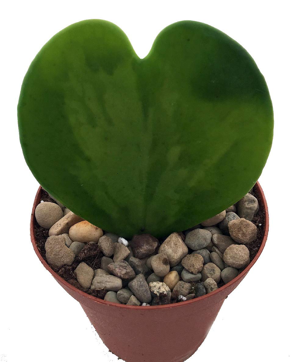 Amazing Sweetheart Waxplant - Hoya Kerri -2" Pot