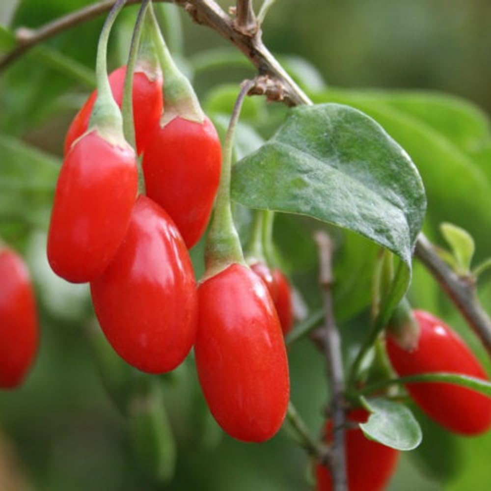 2 Goji Berry Plants Live, 5-9 Inch Tall, Red Goji Berry Bush Live Shrub to Grow Indoor Outdoor Home Garden