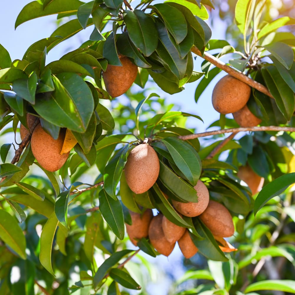 Live Sapodilla Tree, Sapodilla Tree Live Plant, 2-3 Ft Tall, 3 Gallon Pot, Tropical Fruit Plant, Sweet Edible Fruit, Ideal for Outdoor Garden, No Ship to CA