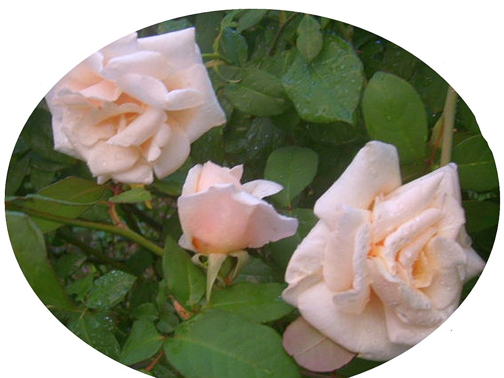 Safrano Rose Bush - Antique Heirloom Rosa Hybrid - Live Plant - Perpetual Fragrant Double Apricot Flower - Emerald Goddess Gardens - Starter Sz 4 Inch Pot