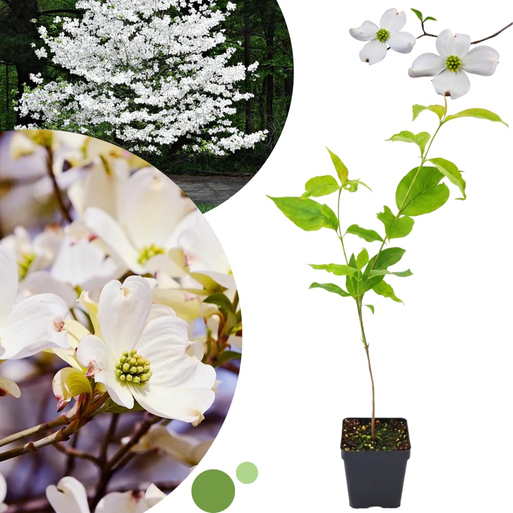White Dogwood Tree, 8-14 Inch Tall, Quart Pot, Flowering Ornamental Tree for Outdoor Planting and Landscaping