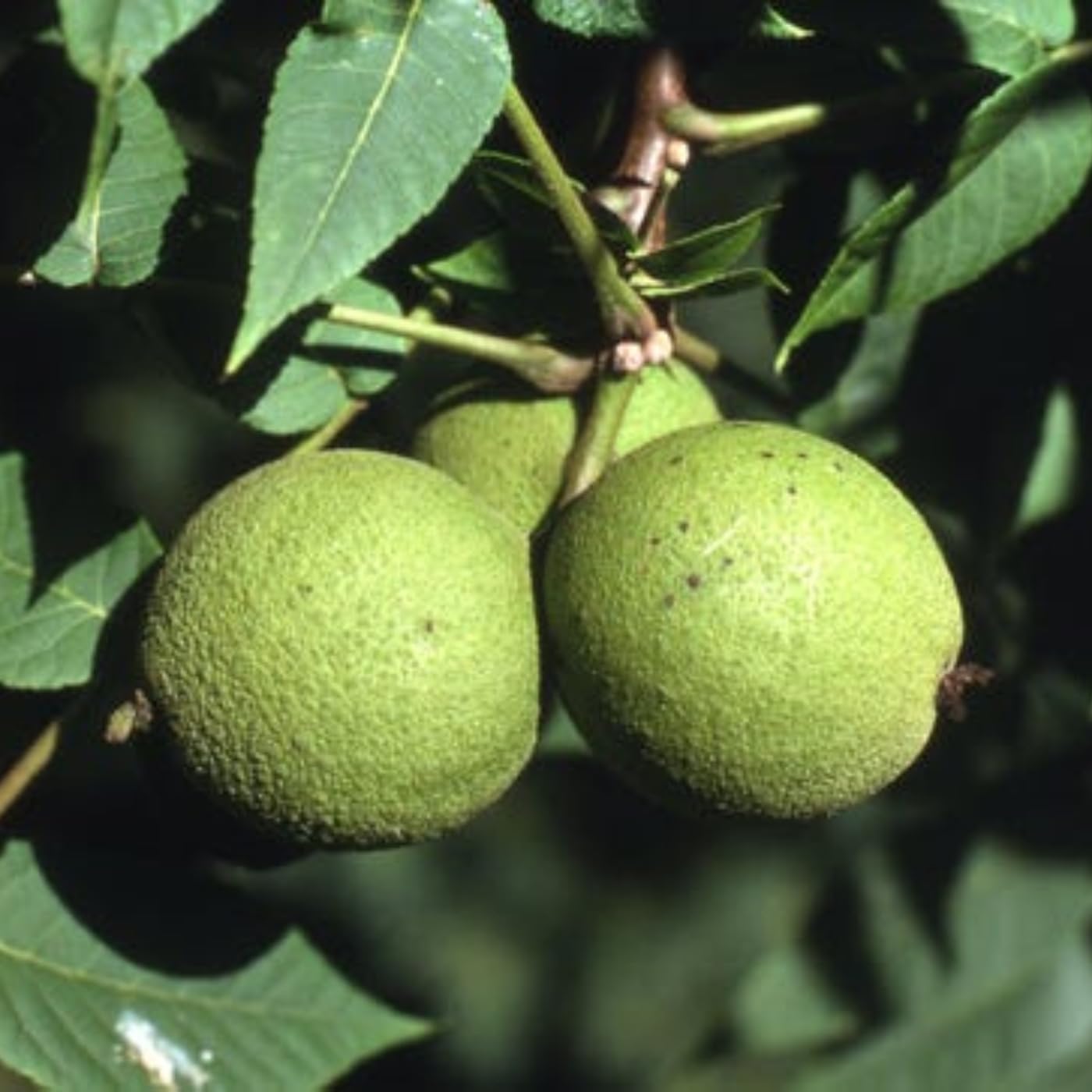 Black Walnut Tree Live Plant 1 Year Old Well-Rooted in 4" Pot, 6-12" Tall, White Walnut Butternut Like, Walnuts Trees for Spring Planting, Cold Hardy, Dormant