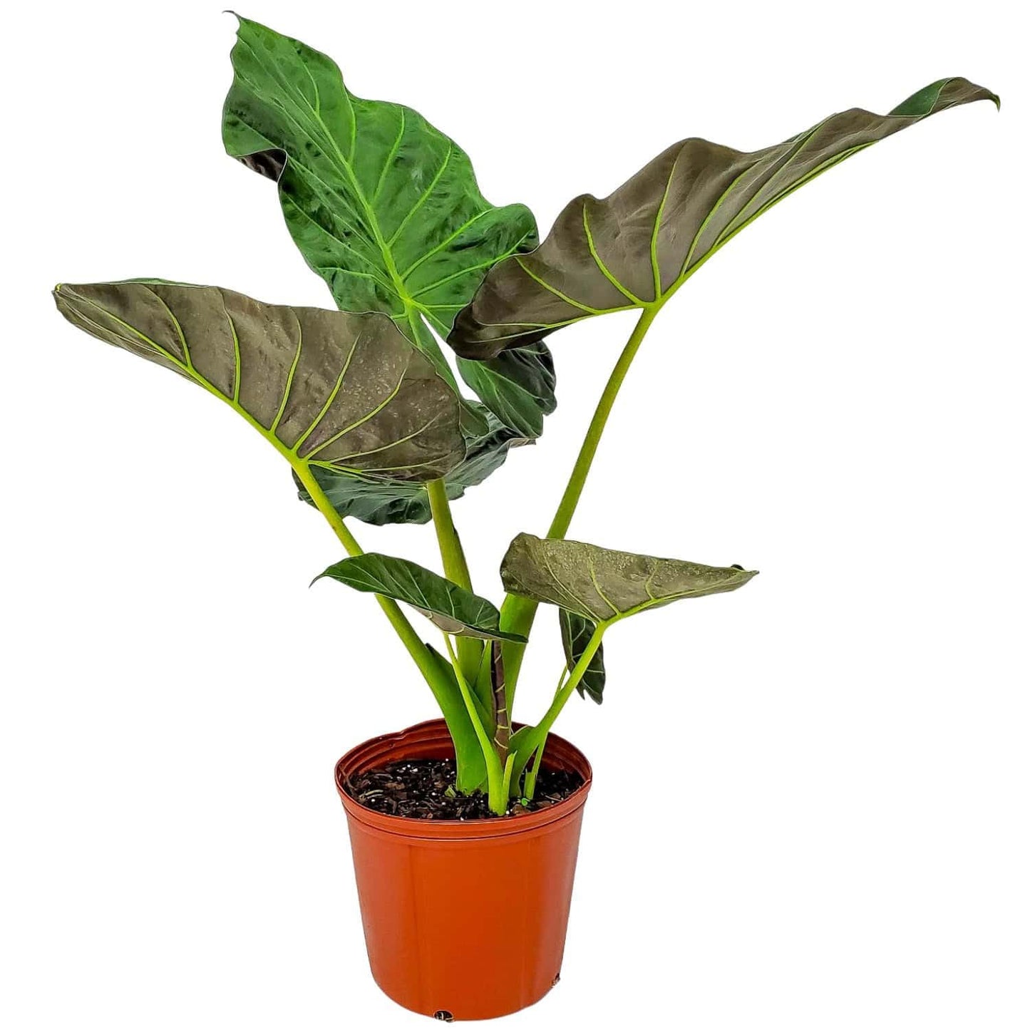 Tropical Plants of Florida Alocasia Regal Shields Live Plant 3 Gallon 10 Inch Nursery Pot, 26 to 32 Inch Tall Elephant Ear with Dark Green and Purple Foliage