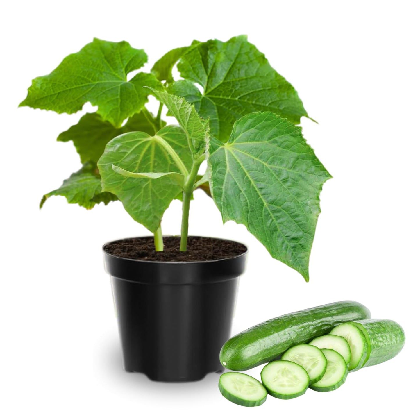 Set of 2 Live Green Cucumber Plants, 3 to 5 Inches Tall, Cucumber Plants Live, 4 Inches Pot, Cucumber Live Plants, Cucumber Starter Plants for Growing, Easy to Plant Outdoor