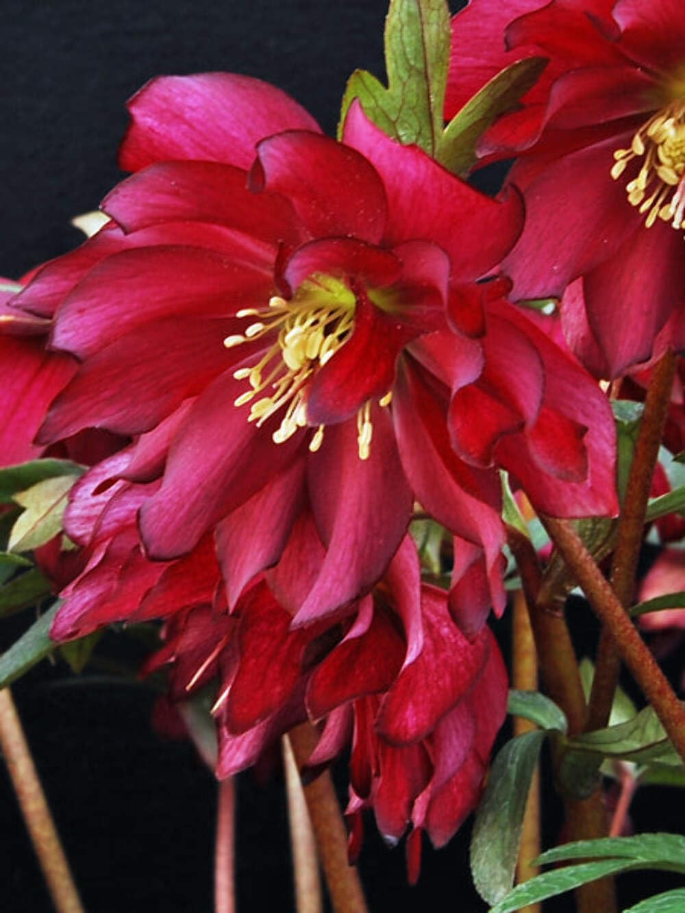 Perennial Farm Helleborus Winter Jewels ‘Red Sapphire’ – Live Lenten Rose in 1 Quart, Deep Red Blooms, Early Spring Color, Shade Loving, Deer Resistant, Ideal for Borders & Woodland Gardens